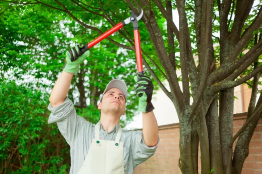 Tree Trimming