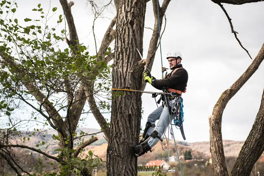 Local Tree Trimming Belfair, WA Local Tree Trimming Belfair, WA