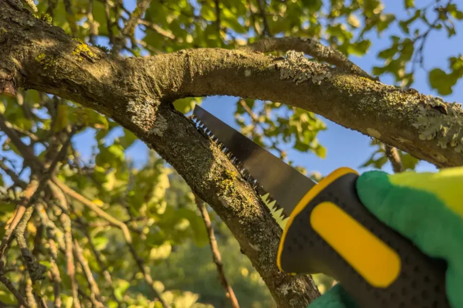 Signs Your Property Needs Tree Trimming Belfair, WA