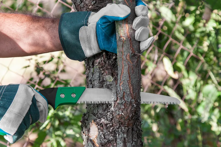 Signs Your Property Needs Tree Trimming in Belfair, WA