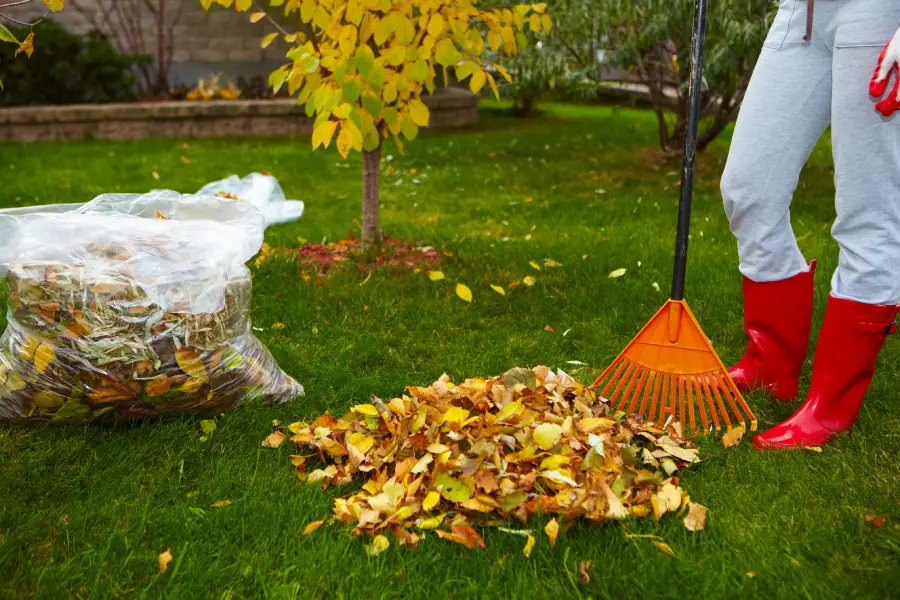 Superior Yard Cleanup Belfair, WA Superior Yard Cleanup Belfair, WA