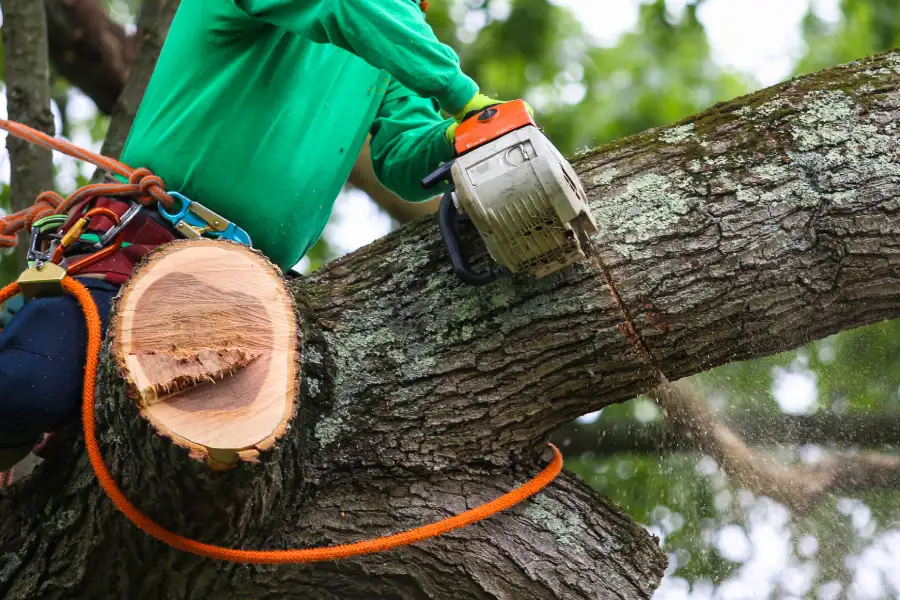 Tree Trimming For Better Sunlight And Airflow Belfair, WA Tree Trimming For Better Sunlight And Airflow Belfair, WA