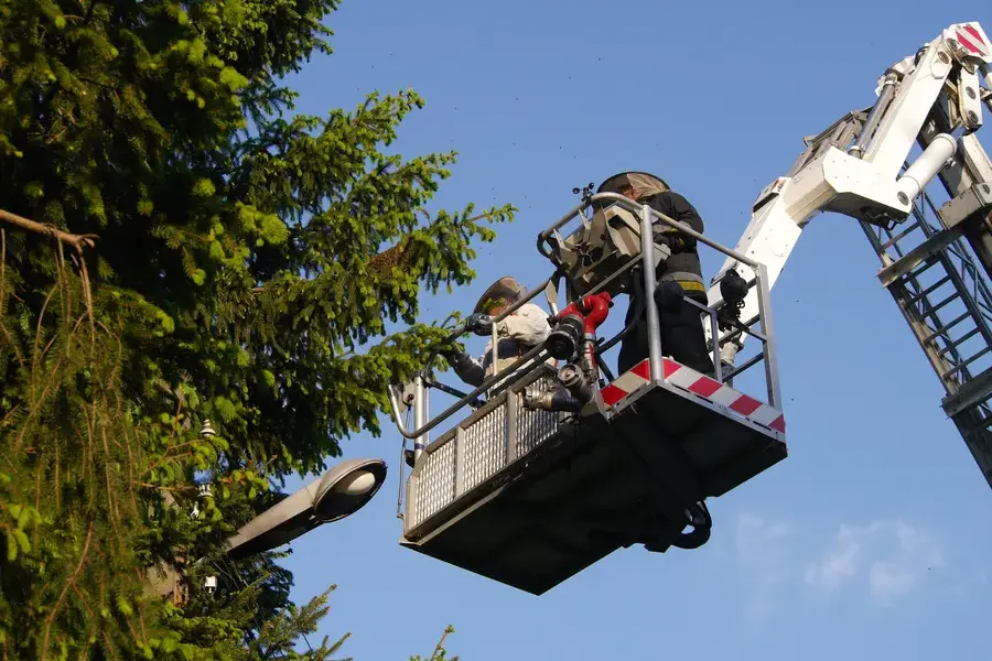 Tree Trimming For Better Sunlight And Airflow in Belfair, WA Tree Trimming For Better Sunlight And Airflow in Belfair, WA